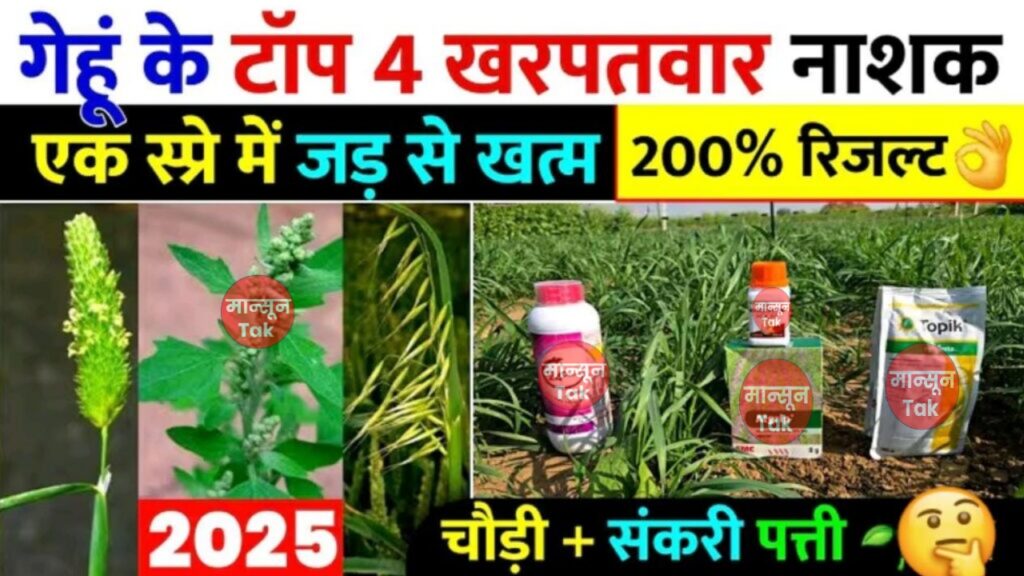 गेहूं के टाँप 4 खनपवार नाशक ; एक स्प्रे मे घास जड से खतम