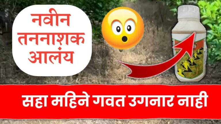 या तननाशकाने 6 महिने शेतात गवत उगवतच नाही..पहा कोनते ?