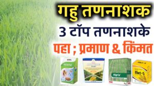गहू तननाशक ; या तननाशकाने एकही गवत राहनार नाही.. जबरदस्त रिझल्ट