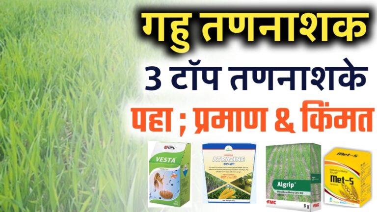 गहू तननाशक ; या तननाशकाने एकही गवत राहनार नाही.. जबरदस्त रिझल्ट