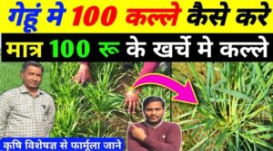 गहू की फसल में कल्लों (फुटवा) की संख्या बढ़ाने के वैज्ञानिक और व्यावहारिक तरीके