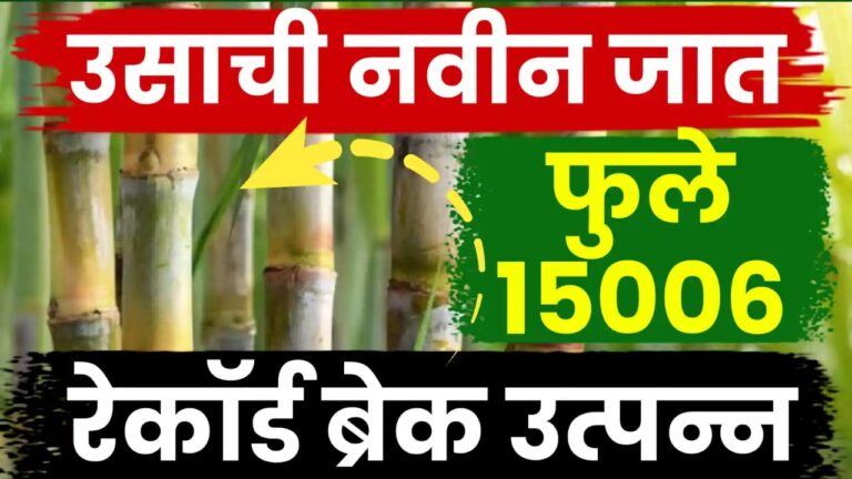 फुले ऊस १५००६ : सर्वाधिक ऊस आणि साखर उत्पादन देणाऱ्या नवीन वाणाचे सविस्तर वैशिष्ट्ये