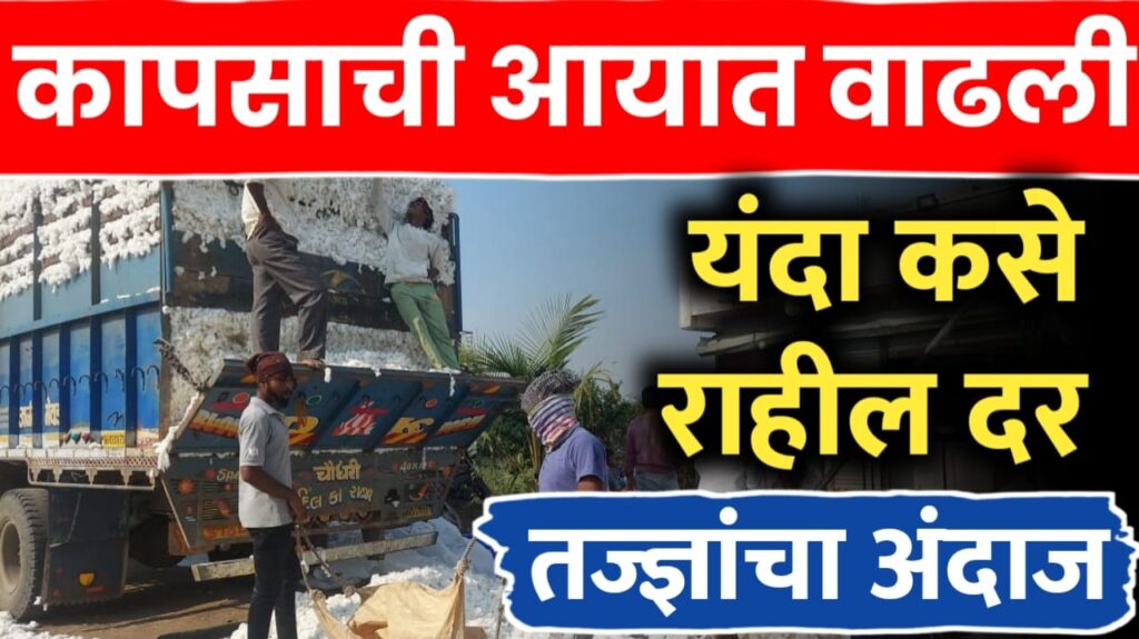 कापूस दरात मोठी घसरण की तेजी? आयात वाढल्याने बाजारातील चित्र बदलणार; शेतकऱ्यांची चिंता वाढली