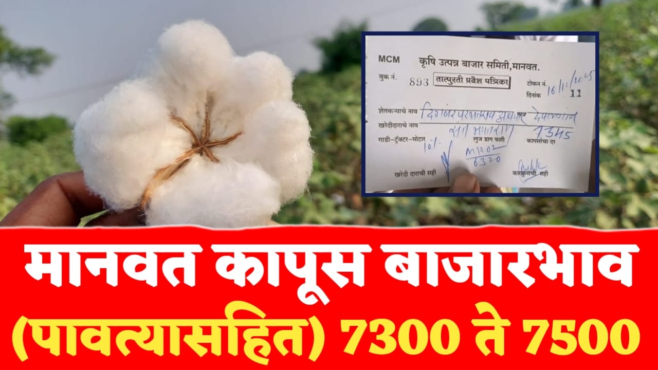 मानवत कापूस बाजारभाव