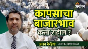कापूस बाजार भाव: उत्पादनातील घट आणि वाढत्या आयातीचा बाजारावर परिणाम.