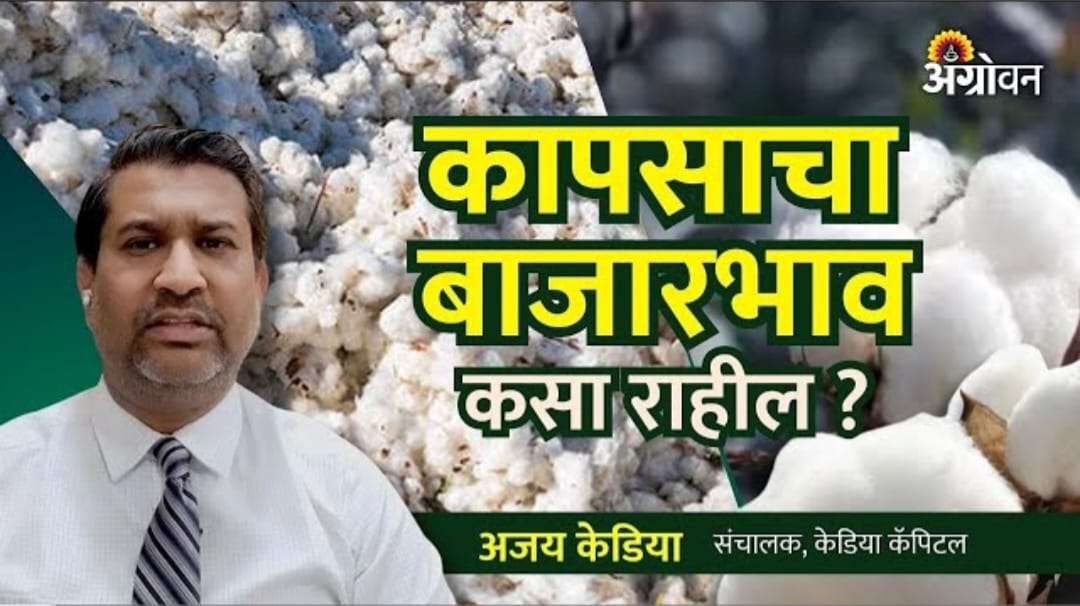 कापूस बाजार भाव