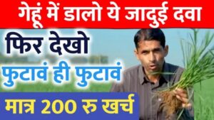 गेहूं की पैदावार बढ़ाने का मास्टर प्लान: दूसरी सिंचाई के समय अपनाएं यह फॉर्मूला, एक