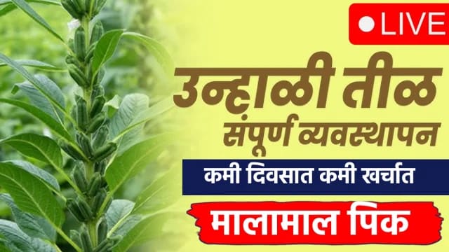 उन्हाळी तीळ ; कमी दिवसात मिळेल भरघोस उत्पादन..मालामाल पिक