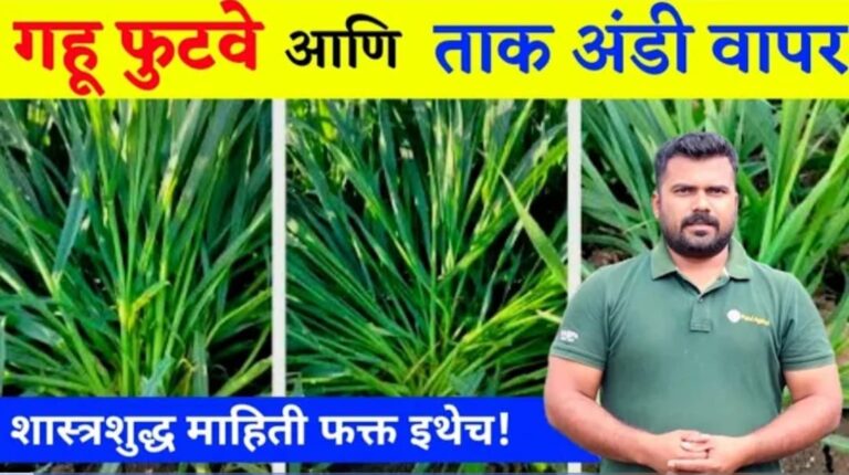 गहु पिकाला निगतील भरपूर फुटवे, या अवस्थेत करा ताक अंडी वापर पहा सविस्तर.