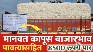 कापसाच्या भावात तुफान वाढ मानवत मध्ये मिळतोय 7600 ते 8000 रुपये भाव.