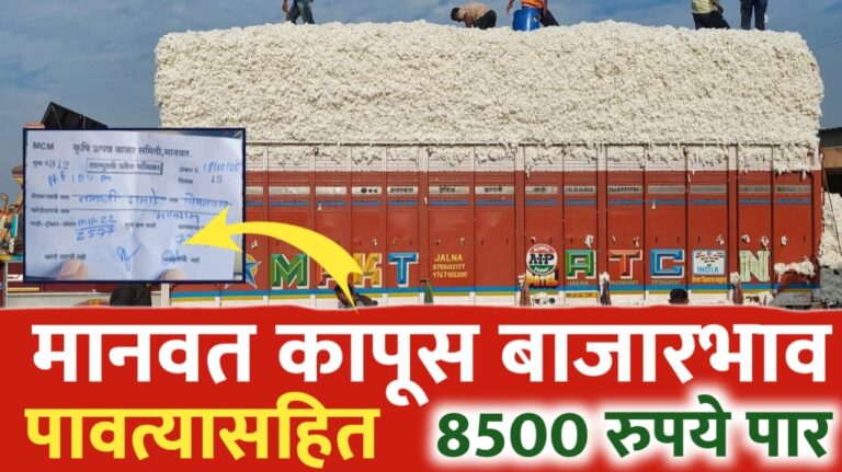 कापसाच्या भावात तुफान वाढ मानवत मध्ये मिळतोय 7600 ते 8000 रुपये भाव.