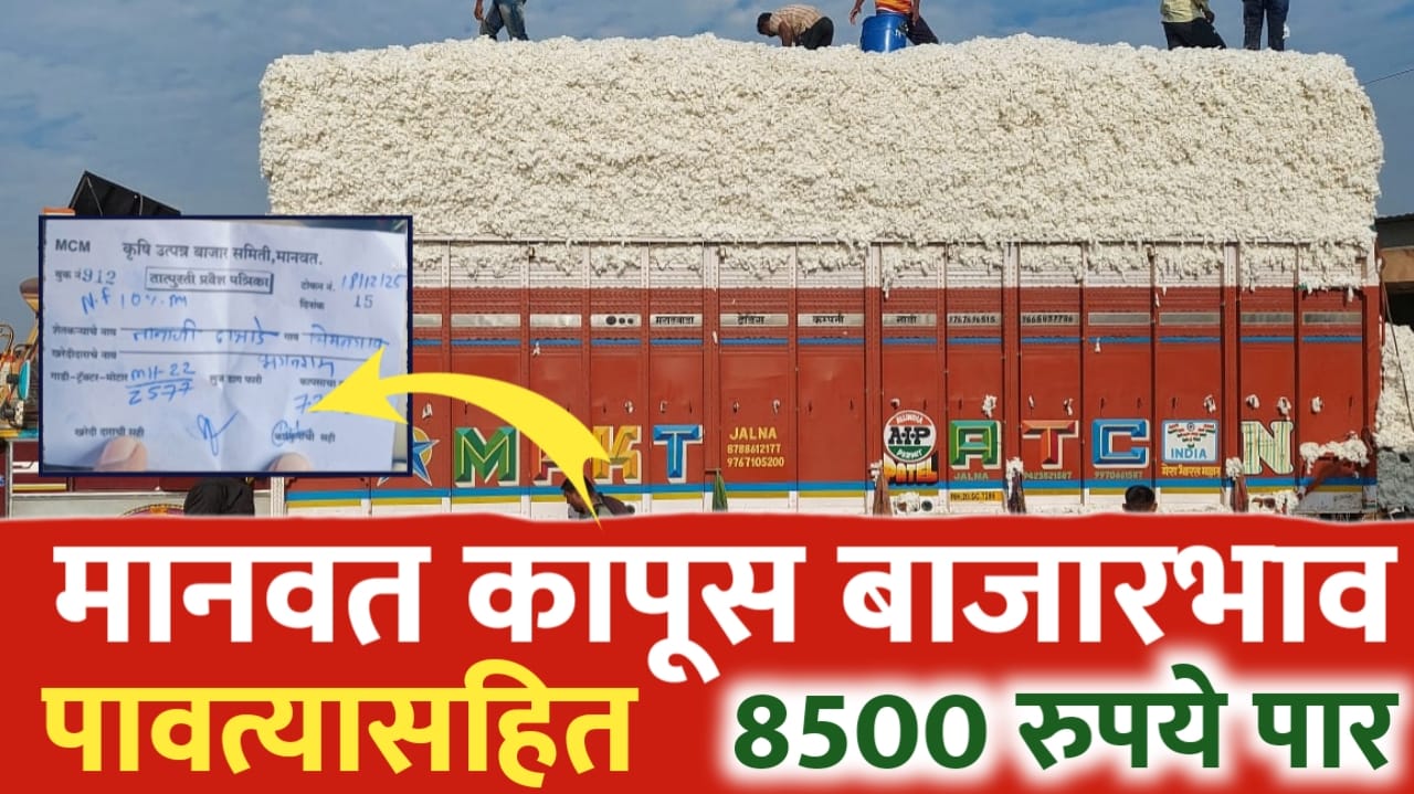 कापसाच्या भावात तुफान